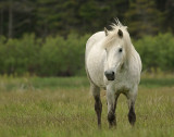 _DSC1860 - White Horse