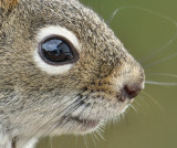 DSC00222 - In a Squirrels Eye