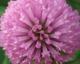 Red Clover 022