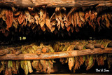 drying tobacco leaves