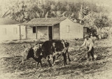 Cuba farming 100 years ago
