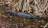 gator in the rushes