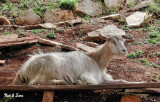 reclining goat