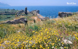 Wildflowers at Methoni