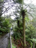 Tall ferns along the trail