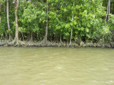 Mangroves along the Daintree