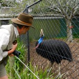 Stare-down between Jim and cassowary
