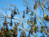 Flying fox bats in botanical gardens