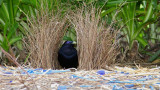 Satin Bower Bird Australia 2011
