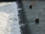 Unfortunate collection of plastic on the Tiber River (dont ever buy plastic water bottles!)