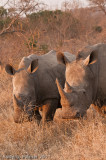 Rinoceronte branco (Ceratotherium simum) - 4