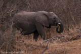 Elefante africano (Loxodonta africana)