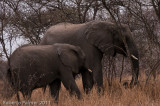 Elefante africano (Loxodonta africana) - 3