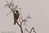  Pale Chanting Goshawk