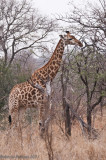 Girafa (Giraffa camelopardalis) - 3