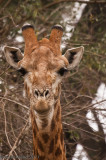 Girafa (Giraffa camelopardalis)
