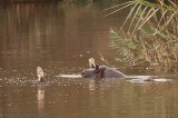 Hipoptamo (Hippopotamus amphibius)