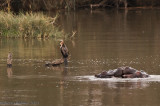 Hipoptamo (Hippopotamus amphibius) - 2