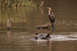 Hipoptamo (Hippopotamus amphibius) - 3