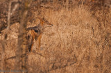 Chacal (Canis mesomelas)