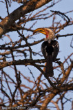 Red-billed Hornbill (Tockus erythrorhynchus)