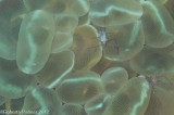 Camaro - Bubble coral shrimp