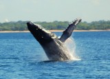 Breaching Whale