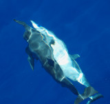 Dolphins playing
