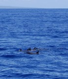 More dolphins