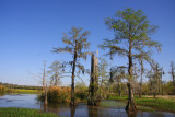 The Egrets are Gone and the Old Cathedral Cypress Tree Stands Alone