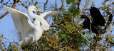 Great Egret and Anhinga Fight