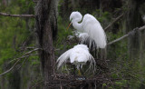 Egrets with Eggs in Nest in the Rain