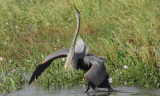 Great Blue Heron - Reminds Me of our Mardi Gras Indians