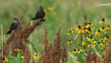 Female redwing blackbirds