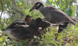 Yellow Crowned Night Heron and Four Babies