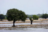 Hopefully, the live oaks can breathe again 2011