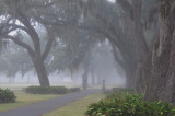 Manresa oaks in fog