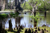 Almost Spring in the Wetlands