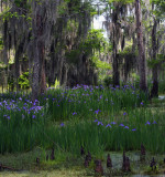 Louisiana Irises as far as the eye can see