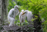 Great White Egret Chicks - Could Give you Nightmares