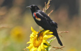 Swaying in the Breeze