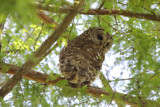 Framed in a Cypress Tree