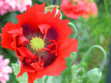 Poppy 