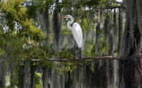 Great White Egret