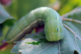 Papilio glaucus Linnaeus