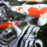 Koi