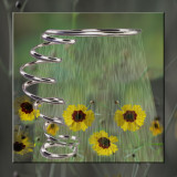 Spring Rain