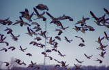 fly by cell tower.