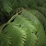 Tree Fern Abstract