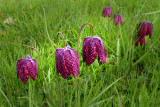 Snakes Head Fritillary